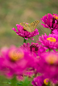 特写了花上的蝴蝶模糊花背景树叶荒野环境热带动物花园季节昆虫植物墙纸图片
