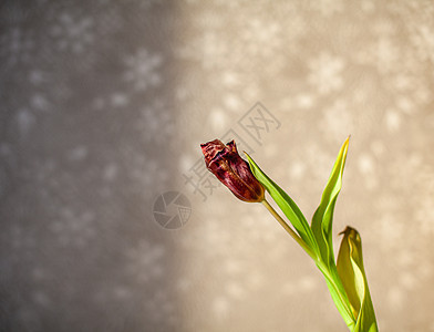 冬日温暖的阳光下 家里有花朵郁金香花束公告植物群花园窗台装饰房间花瓶房子装潢图片