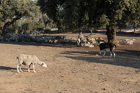 带西班牙绵羊的农业地貌国家小路路线种类农村晴天畜牧业动物驾驶天堂图片