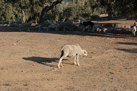 带西班牙绵羊的农业地貌踪迹牧羊犬商业食物地区国家羊毛山羊农村农场图片