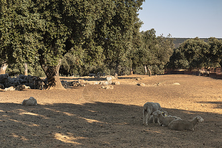 带西班牙绵羊的农业地貌院子羊毛踪迹种类天堂路线农场牧羊犬畜牧业国家图片