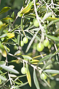 季节和橄榄收获的自然形象 意大利图片