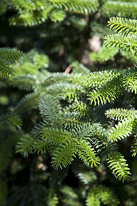 松树早午餐特写 绿色云杉假期宏观庆典卡片森林木头植物图片