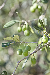 秋天橄榄树上的橄榄水果收获农业栽培食物种植园背景花园蔬菜树叶图片
