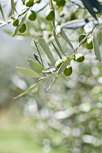 秋天橄榄树上的橄榄收成植物食物花园树林农业树叶栽培背景叶子图片