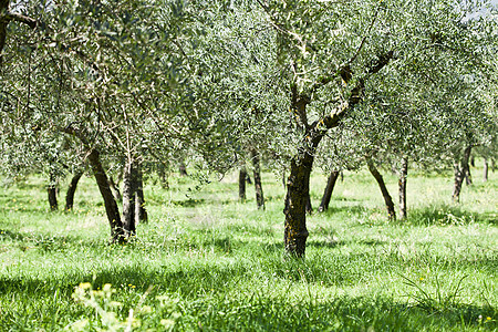 橄榄树种植园花园绿色季节性农村收成农场植物晴天食物草地图片