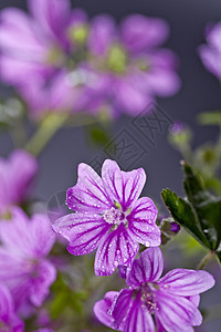 野生紫罗兰花和水滴 紧贴在黑色背景上宏观乡村紫色花瓣绿色荒野树叶粉色植物灰色图片