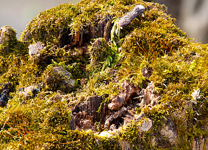 Lichen 地貌景观图片