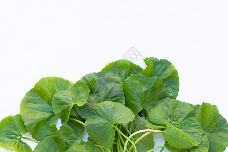 Gotu kola 亚洲式的Pentwort 或印度式白背景的草本植物仙草食物药品补品积雪草叶子科拉花园活力图片