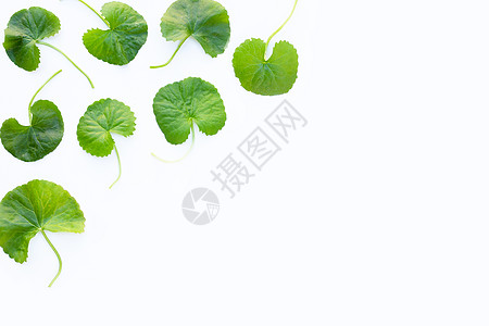 Gotu kola 亚洲式的Pentwort 或印度式白背景的药品活力仙草叶子科拉积雪草食物草本植物植物花园图片