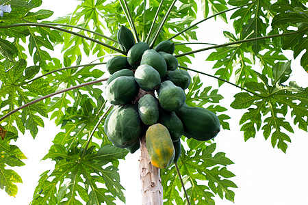 花园树上的木瓜果子季节食物植物种植园饮食叶子水果蔬菜农场热带图片