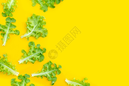 黄色背景的绿橡树生菜叶美食盘子食物叶子树叶营养红色厨房蔬菜饮食图片
