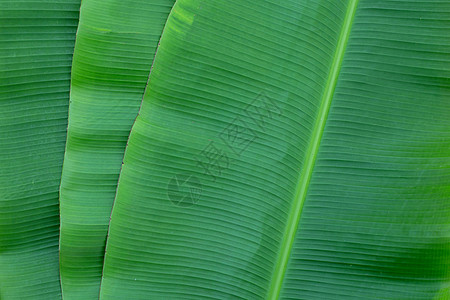 香蕉叶纹理作为背景生态生长热带食物生活膳食墙纸植物叶子菜肴图片