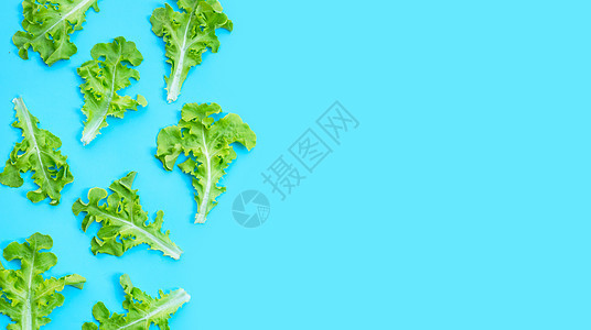 蓝色背景的绿橡树生菜叶收成食物莴苣蔬菜长叶生活植物栽培纤维营养图片