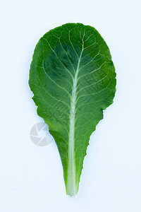 白背景的生菜叶 顶视图叶子植物营养长叶蔬菜收成沙拉栽培花园生活图片
