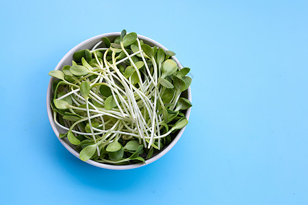 蓝背景的向日葵喷雾幼苗食物植物植物群蔬菜绿色叶子营养生长白色图片