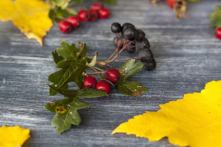 秋天的背景 在深色背景上收获节日主题 浆果和树叶的节日秋季装饰绿色环境太阳金子植物群黄色假期多叶晴天感恩图片