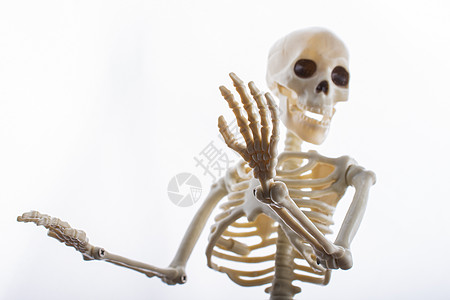 人类骨架模型 作为医学解剖科学的人体骨架模型治疗教育骨头颅骨骨骼诊所腰椎学习解剖学医师图片