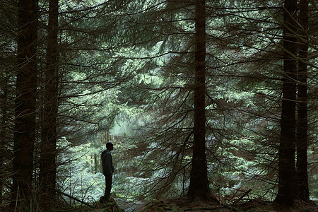 股票摄影图片树叶公园自然森林日落调子旅行智力阴影男人图片