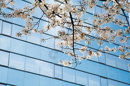 现代天花板的樱桃闪光游客蓝色摩天大楼市中心建筑樱花城市办公室商业天空图片