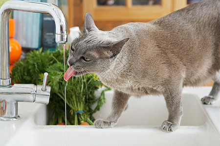 来自自来水的灰猫饮用水猫科小猫舌头鼻子短发哺乳动物口渴动物厨房毛皮图片