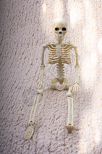 人类骨架模型 作为医学解剖科学的人体骨架模型教育骨骼诊所生物学解剖学真人大小医师颚骨教学图片