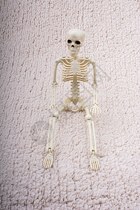 人类骨架模型 作为医学解剖科学的人体骨架模型脊柱死亡椎骨髋关节学校生物学骨骼解剖学学习颅骨图片