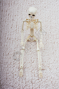 人类骨架模型 作为医学解剖科学的人体骨架模型腰椎医生医师治疗教育真人诊所解剖学颅骨生物学图片