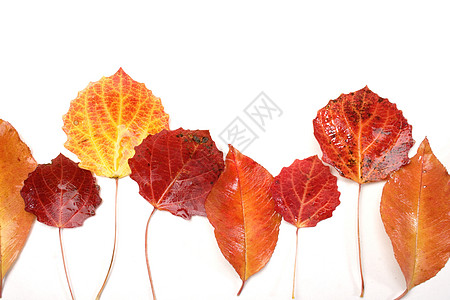 静生摄影植物学环境橙子植物叶子季节植物群框架森林宏观图片