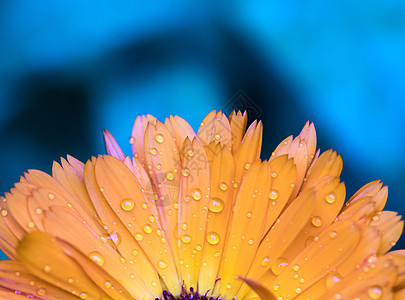 花与水滴素材美丽的花瓣与水滴 特写和蓝色背景魔法橙子金盏花墙纸生日一滴水花粉花园花束植物学背景