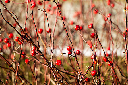 玫瑰花果实的狂野果子 来泡香花茶康复药品荒野红色防御树叶营养免疫厨房水果图片