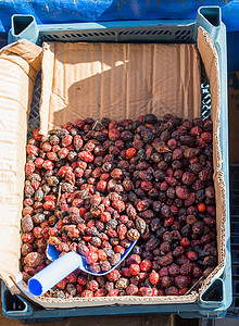 玫瑰花果实的狂野果子 来泡香花茶浆果食谱营养药品防御树叶荒野红色福利饮食图片