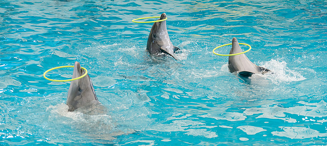 海豚在游泳池里旋转铁环 海豚在水族馆的蓝水中展示图片