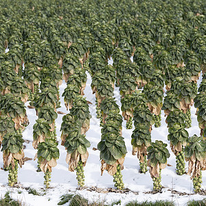 冬季野外带雪的鲜贝芽农业植物蔬菜油菜农场收成生长叶子花园发芽图片