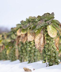 冬季野外带雪的鲜贝芽农业天气食物收成季节叶子植物团体发芽花园图片