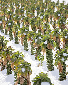 冬季野外带雪的鲜贝芽植物收成叶子季节营养蔬菜食物花园油菜生长图片