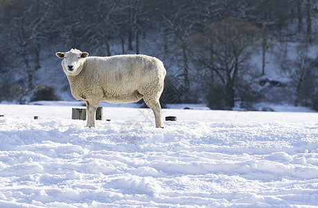 孤羊场地化合物家畜黑与白动物羊毛外套冰川条件寒冷背景图片
