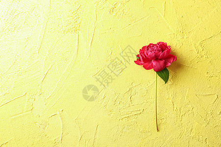 tex 的彩色背景空间上美丽的牡丹植物叶子妈妈们生日假期花束宏观纪念日作品墙纸图片