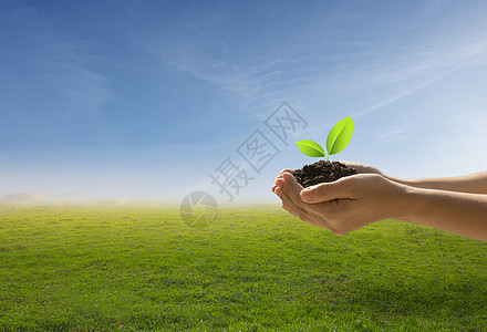 森林养护和生态概念 在自然田间草地上用手握着树与蓝天对立图片