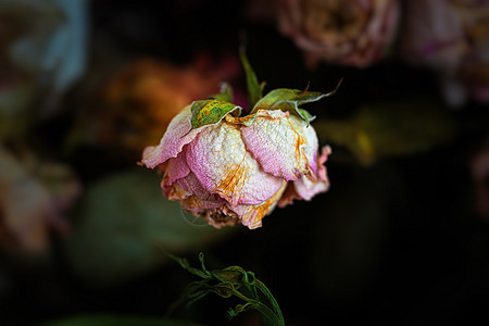 干花束植物群花瓣静物边界记忆叶子装饰花朵乡愁玫瑰图片