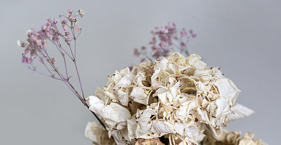 干花束叶子装饰植物群生活艺术植物作品乡村风格花瓣图片