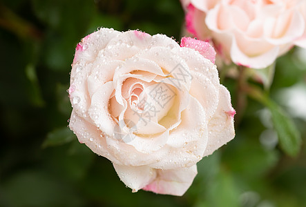 浅粉红玫瑰背景假期飞沫墙纸花朵美丽宏观节日玫瑰装饰花瓣图片