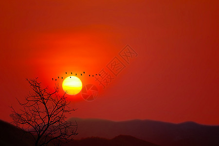 在黑暗的红天山上 美丽的夕阳背月光鸟飞翔和干枯树图片