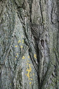 老树吧木头窗饰环境树桩皮肤历史公园橡木崎岖森林图片