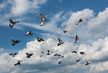 飞鸽旅行生活白色航班黑色团体动物荒野自由天空图片