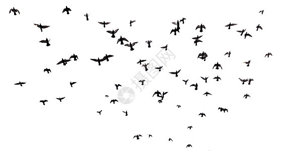 许多鸟儿在空中飞翔荒野环境团体漂浮动物生活航班野生动物戏剧性旅行图片