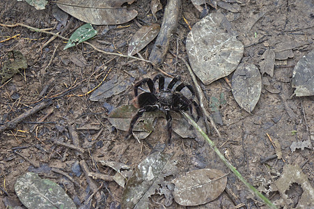 秘鲁 南美洲亚马逊流域丛林中的Tarantula自然拉丁蜘蛛天空蓝色旅行旅游盆地地标地平线图片