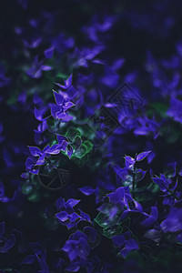 作为自然背景的外色紫花花和夜内休假奢华树叶绿色情调美丽蓝色植物宏观植物群紫色图片