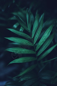 异国情调的棕榈树叶绿色自然和夏日假期叶子奢华品牌花园植物植物群宏观蓝色图片