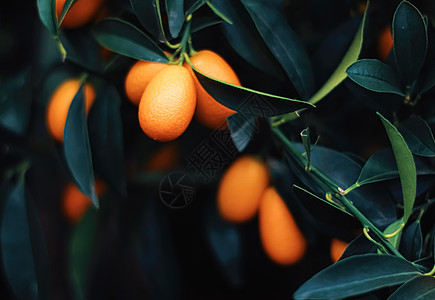 外来水果园 有机食品和果树中的普通话树奢华假期绿色橘子植物宏观树叶橙子树林花园背景图片